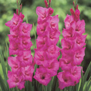 Gladiola 'Fidelio'